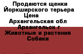 Продаются щенки Йоркширского терьера. › Цена ­ 8 000 - Архангельская обл., Архангельск г. Животные и растения » Собаки   